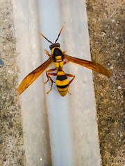 Polistes carnifex carnifex
