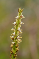 Prasophyllum australe