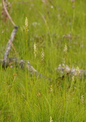 Prasophyllum australe