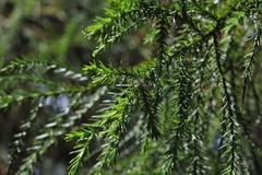 Callitris macleayana