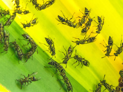 Protopolybia exigua
