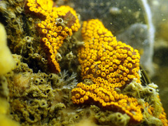 Botrylloides diegensis