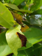 Trypanophora semihyalina