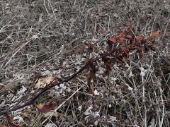 Persicaria robustior