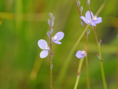Comesperma defoliatum