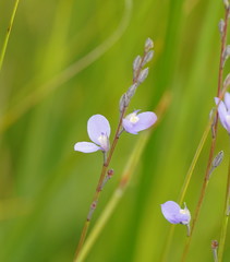 Comesperma defoliatum