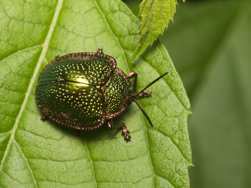 Polychalca punctatissima