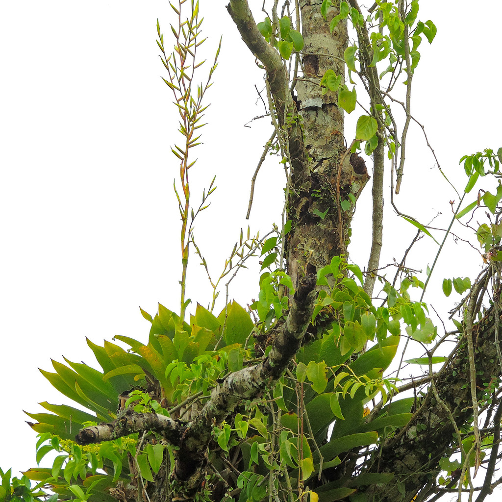 Vriesea rubroviridis