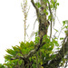 Vriesea rubroviridis - Photo (c) Yuri Tedéo, algunos derechos reservados (CC BY-NC), subido por Yuri Tedéo