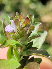 Hygrophila polysperma