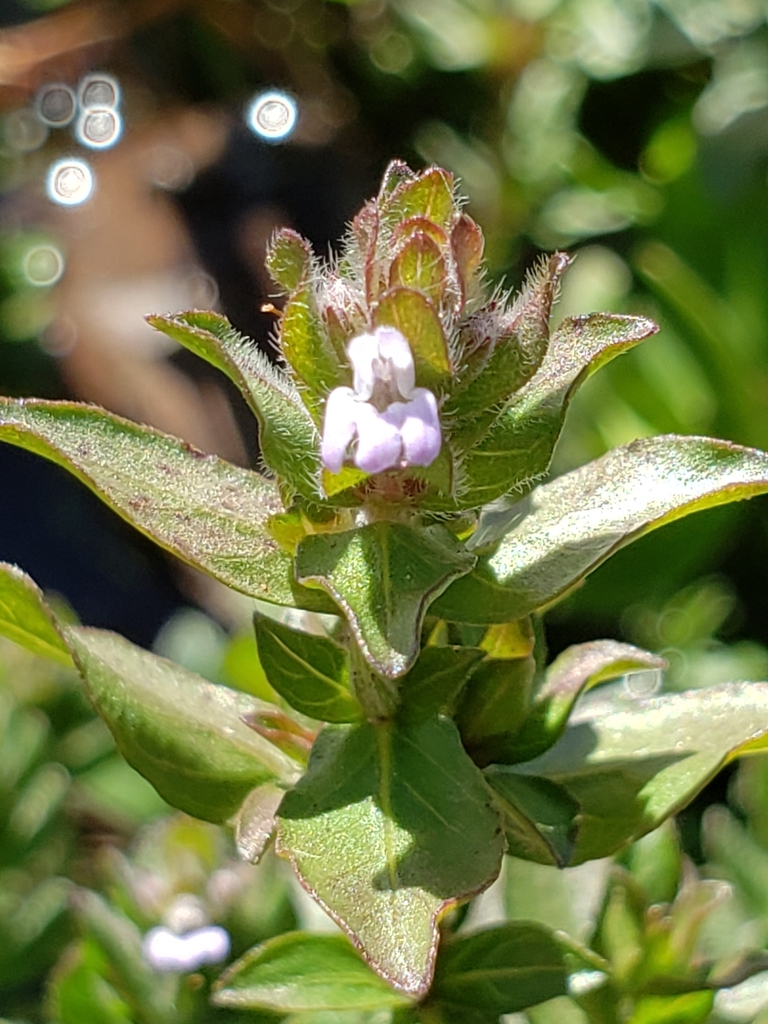 Hygrophile à nombreuses graines (hygrophile indienne) (Hygrophila polysperma)