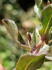Hygrophila polysperma