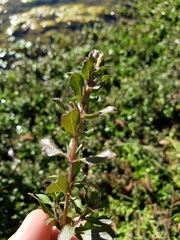 Hygrophila polysperma
