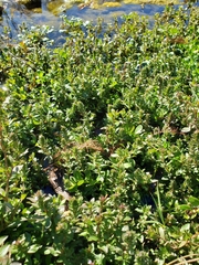 Hygrophila polysperma