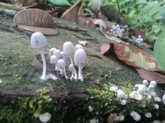 Fungi