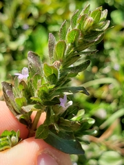 Hygrophila polysperma