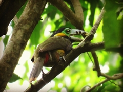 Selenidera maculirostris