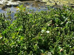 Hygrophila polysperma