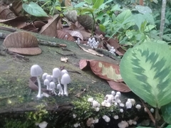 Fungi
