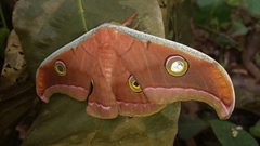 Antheraea paphia