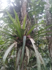 Guzmania gloriosa