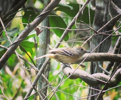 Thamnophilus ambiguus