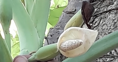 Araceae