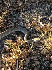Masticophis flagellum