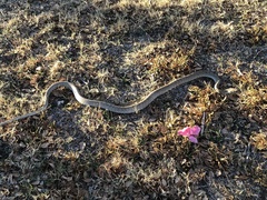 Masticophis flagellum