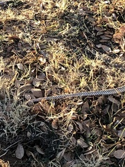 Masticophis flagellum