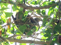 Patagioenas plumbea