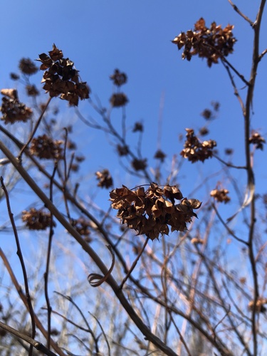 Putinalapis pūslenis nuotrauka