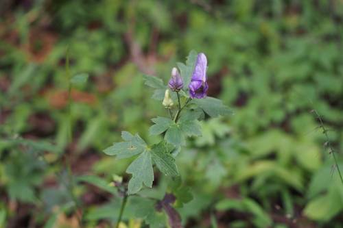 Aconitum senanense iNat (1)
