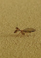 Spaminta minjerribae