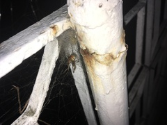 Latrodectus geometricus