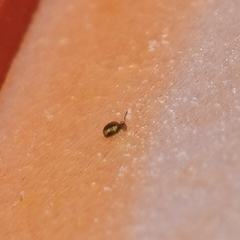 Sminthurinus elegans