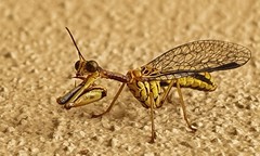 Spaminta minjerribae