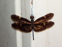 Rhyothemis obsolescens