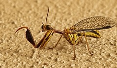 Spaminta minjerribae