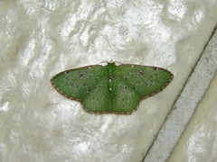 Lissochlora