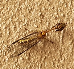 Spaminta minjerribae