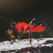 Vesbius - Photo (c) wklegend,  זכויות יוצרים חלקיות (CC BY-NC), הועלה על ידי wklegend
