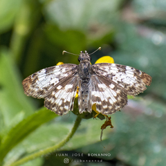 Chiomara asychis
