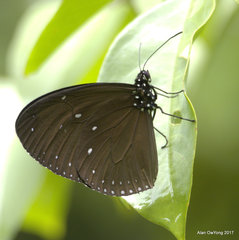 Euploea tulliolus ledereri