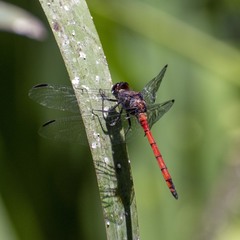 Orthemis ambinigra