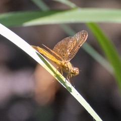 Perithemis icteroptera