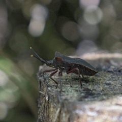 Anasa apicalis
