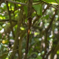 Triacanthagyna nympha