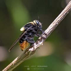 Mallophora ruficauda