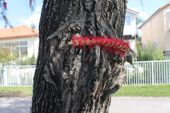 Melaleuca viminalis